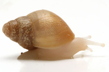 Lissachatina fulica hamillei rodatzi albino body juvenil